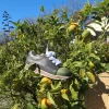 Baskets - DELTA 01 D | Laura Vita Clearance